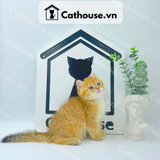  Mèo Anh lông ngắn màu Golden Tabby - ALN1483 