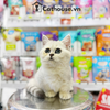 Mèo Munchkin Màu Silver - ALN17190 