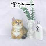  Mèo Munchkin Màu Golden Tabby - ALN1770 
