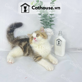  Mèo Anh Lông Ngắn Màu Bicolor Tabby - ALN0271 