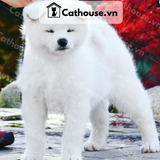  Chó Akita Inu Màu Trắng 