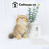  Mèo Anh Lông Dài Màu Golden Tabby - ALD1454 