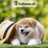  Chó Akita Inu Màu Vàng Trắng 