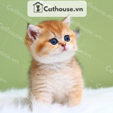  Mèo Anh Lông Ngắn Màu Golden  - ALN0892 