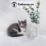  Mèo Anh Lông Ngắn Màu Bicolor - ALN0262 