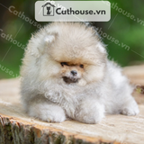  Chó Phốc Sóc ( Pomeranian ) Màu Orange Sable - CPS012 