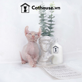  Mèo Sphynx Munchkin Tai Xoắn - SP1956 