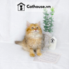  Mèo Anh Lông Dài Màu Golden Tabby - ALD1459​​​​​​​ 