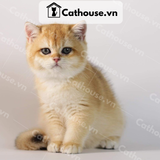  Mèo Anh lông ngắn màu Golden - ALN0987 