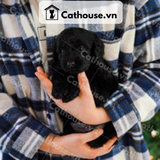  Chó Labrador Màu Black 