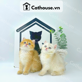  Mèo Anh lông ngắn màu Golden Tabby - ALN1483 