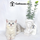  Mèo Anh Lông Ngắn Màu Silver Tabby - ALN0448 