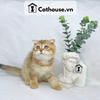  Mèo Anh Lông Ngắn Màu Golden Tabby - ALN1478 