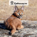  Mèo Caracal - CRC0310 