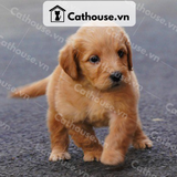  Chó Golden Retriever Màu Vàng Đậm 