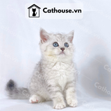  Mèo Anh Lông Ngắn Màu Silver Tabby - ALN0448 