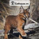  Mèo Caracal - CRC0310 