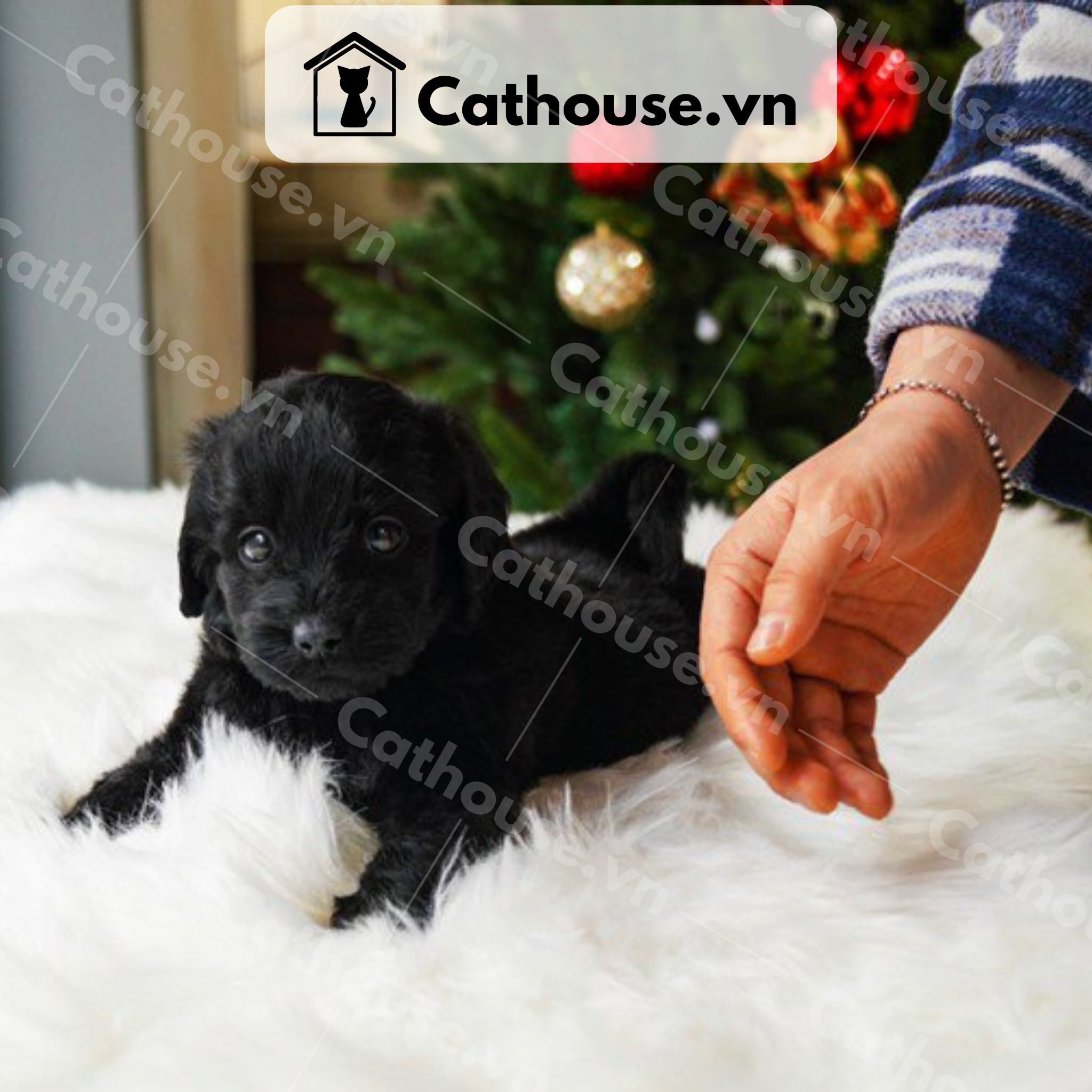  Chó Labrador Màu Black 