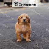  Chó Golden Retriever Màu Vàng Đậm 