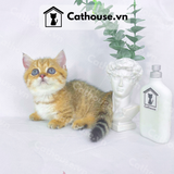  Mèo Munchkin Màu Golden Tabby - ALN1770 