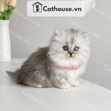  Mèo Munchkin Màu Silver - ALN17185 