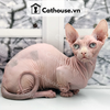  Mèo Sphynx - SPX0513 