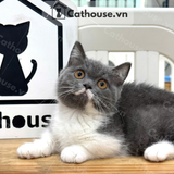  Mèo Munchkin Màu Bicolor- ALN17187 