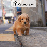  Chó Golden Retriever Màu Vàng Đậm 