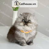  Mèo Munchkin Màu Silver - ALN1718 