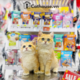  Mèo Munchkin Màu Golden - ALN17189 
