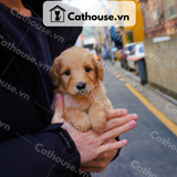  Chó Golden Retriever Màu Vàng Đậm 