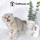  Mèo Anh Lông Ngắn Màu Silver Tabby - ALN0450 