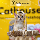  Mèo Anh Lông Ngắn Màu Golden Ny11 - ALN08156 