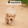  Chó Golden Retriever Màu Vàng Nhạt 