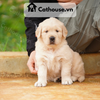  Chó Golden Retriever Màu Vàng Nhạt 