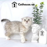  Mèo Anh Lông Ngắn Màu Silver Tabby - ALN0450 