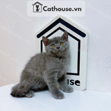 Mèo Anh Lông Ngắn Màu Xám Xanh - ALN01168 