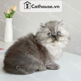  Mèo Munchkin Màu Silver - ALN1718 