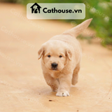  Chó Golden Retriever Màu Vàng Nhạt 