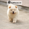 Chó Chow Chow Màu Vàng Nhạt 