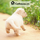  Chó Golden Retriever Màu Vàng Nhạt 