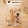  Chó Golden Retriever Màu Vàng Nhạt 