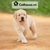  Chó Golden Retriever Màu Vàng Nhạt 