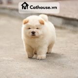  Chó Chow Chow Màu Vàng Nhạt 