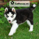  Chó Husky Sibir Màu Trắng Đen 