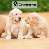  Chó Golden Retriever Màu Vàng Nhạt 