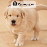  Chó Golden Retriever Màu Vàng Nhạt 