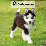  Chó Husky Sibir Màu Trắng Đen 