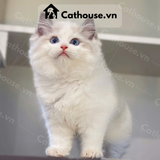  Mèo Ragdoll 