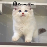  Mèo Ragdoll 